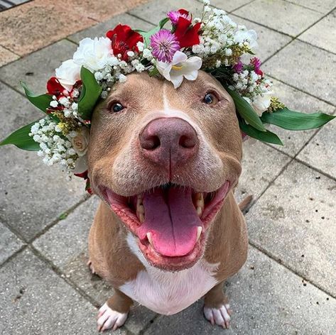 Pitbull Flower Crown, Pitbull Smiling, Happy Pitbulls, Flower Crown Tattoo, Dog With Flower Crown, Pitbull Cute, Smiling Pitbull, Pitbull Funny, Pitbull Facts