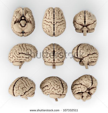 Image result for brain angle view