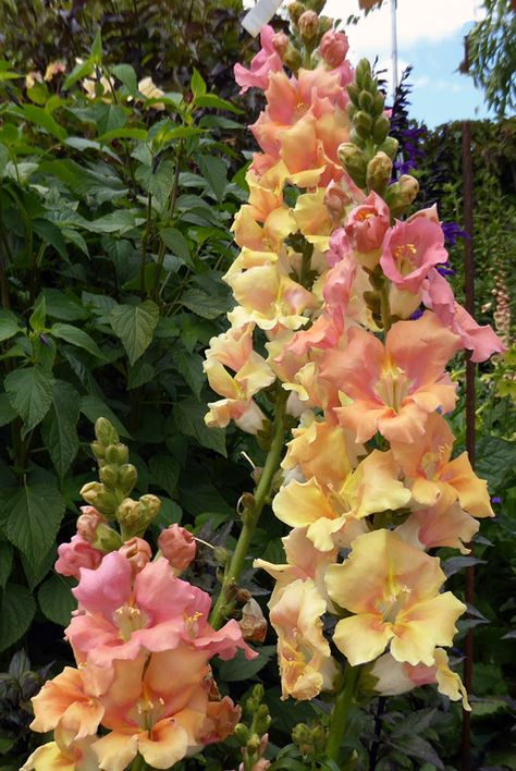 Snapdragon Seeds, Snapdragon Flowers, Cut Flower Garden, Flower Therapy, Pretty Plants, Little Garden, Flower Farm, Perennial Plants, Dream Garden