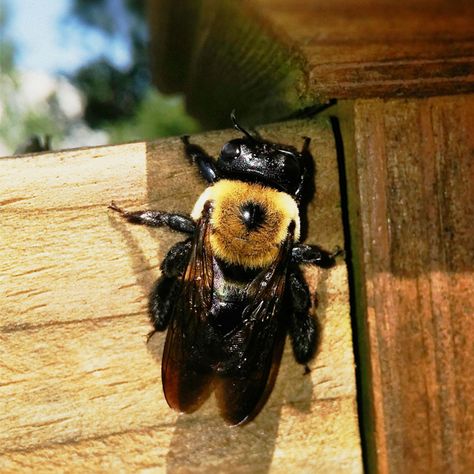 We've been seeing a huge spike in Carpenter Bee Activity this April. Have you seen big bees with shiny backs buzzing around your house? Learn more about this destructive pest on the Viking Pest Blog, link in the description. Remedies For Bee Stings, Bug Identification, Bee Safe, Bee Removal, Organic Gardening Pest Control, Natural Pesticides, Carpenter Bee, Bee Sting, Pest Control