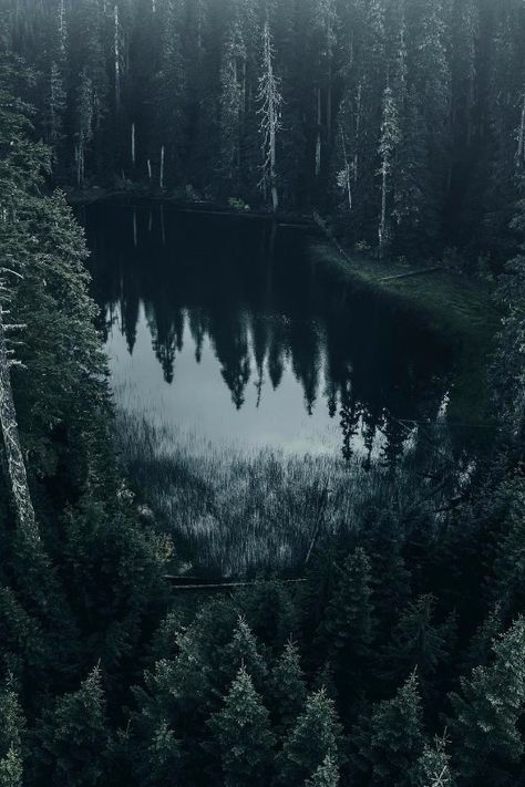 Dark Naturalism, Dark Forest Aesthetic, Breathtaking Photography, Dark Green Aesthetic, Slytherin Aesthetic, Forest Photography, Pine Trees, Dark Forest, Nature Aesthetic