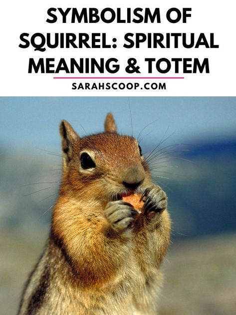 symbolism of squirrel Squirrel Spirit Animal, Squirrel Spiritual Meaning, Squirrel Meaning, Squirrel Symbolism, Spirit Animal Tattoo, Dead Squirrel, Squirrel Tattoo, Totem Animals, Animal Meanings