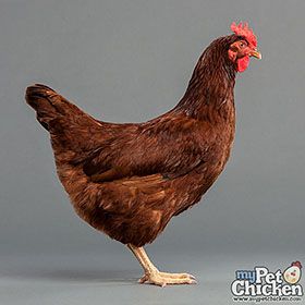 Rhode Island Red Rhode Island Red Hen, Urban Chicken Coop, Rhode Island Red Chickens, Best Laying Chickens, Brown Egg, Laying Chickens, Best Egg Laying Chickens, Pet Chicken, Day Old Chicks