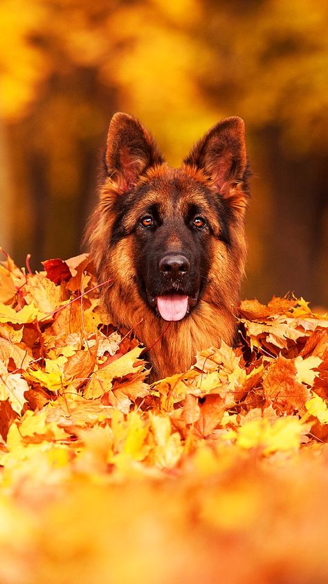 Check out this wallpaper for your iPhone: http://zedge.net/w10950476?src=ios&v=2.5 via @Zedge Autumn Pallet, Fall Dog Photos, German Shepherd Wallpaper, Autumn Goals, Fall Pictures Nature, Autumnal Aesthetic, Dog Aesthetics, Pet Photoshoot, Fall Animals