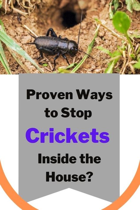 These are a preventative measure that keeps the crickets out of an area. However, don’t rely on this method completely and use the others as well to deter these insects properly. Here you will find some of the good ways you can use. How To Keep Crickets Out Of House, Cricket Repellent Diy, How To Get Rid Of Crickets In The House, Cricket Repellent, Getting Rid Of Crickets, Cricket Insect, Repellent Diy, Pest Repellent, House Essentials