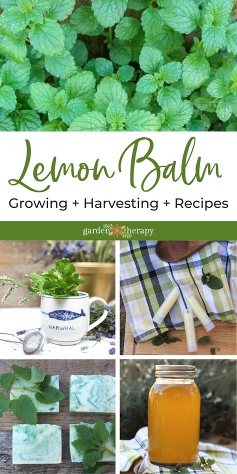 Lemon Balm Plant How To Grow, Dehydrating Lemon Balm, Preserving Lemon Balm, How To Dry Lemon Balm Leaves, How To Harvest Lemon Balm, Harvesting Lemon Balm, Harvest Lemon Balm, Herbal Guide, Lemon Balm Recipes