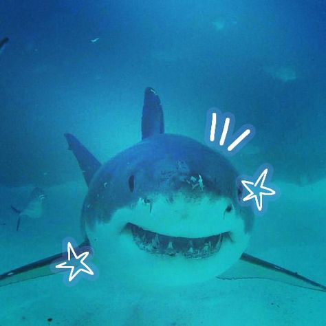 Great White Shark, Great White, Too Cute, Stars, Water, White