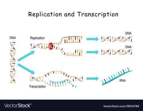 Dna Transcription Notes, Translation And Transcription Biology, Dna Transcription And Translation, Transcription And Translation, Dna Replication, Dna Molecule, Transcription, Vector Images, Vector Free