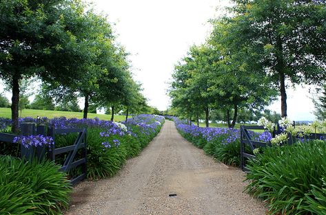 Agapanthus lining the lane.  LOVE! Country Driveway, Creative Gardens, Melbourne Garden, Driveway Entrance Landscaping, Farm Entrance, Driveway Ideas, Tree Lined Driveway, Driveway Paving, Persian Garden