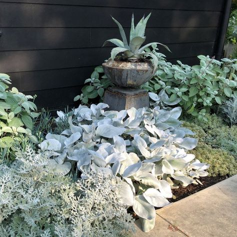 Silver Plants Garden, Moon Garden Ideas, Silver Plants, Silver Falls Dichondra, Ohio Garden, Licorice Plant, Silver Garden, Silver Plant, Sacred Garden