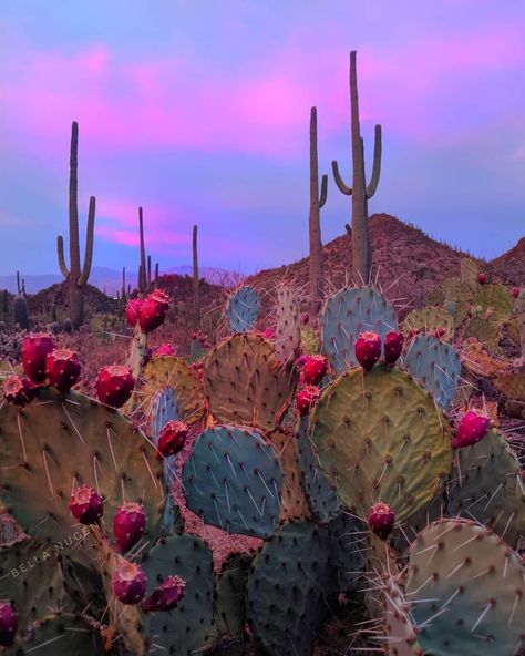 Saguaro National Park Tucson, AZ Bella Nugent Desert Aesthetic, Saguaro National Park, Cactus Embroidery, Arizona Landscape, Western Photography, Pink Skies, Western Wall Art, Western Aesthetic, Desert Sunset