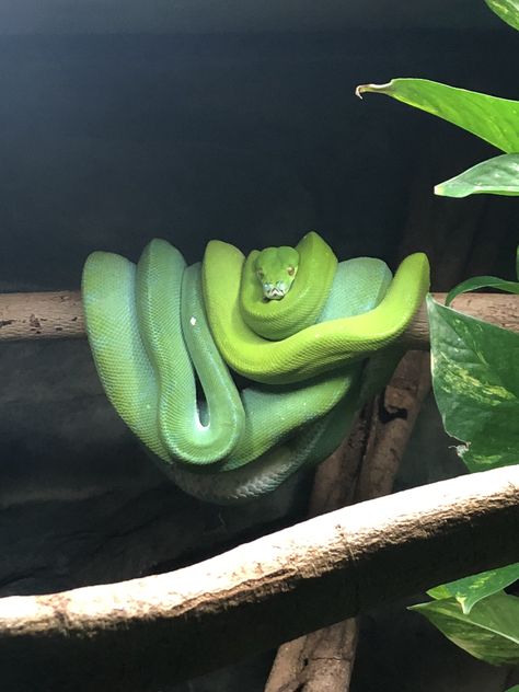 Texas Green Tree Python, Tree Python, Green Python, Boa Constrictor, Beautiful Snakes, Green Tree, Green Trees, Snakes, Python