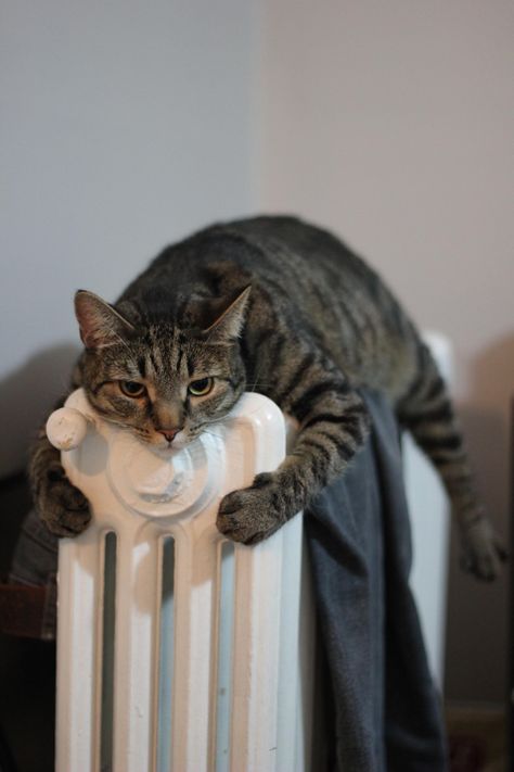 19 Heat-Seeking Devices Disguised as Cats | Cuteness Söt Katt, Cats Meow, Funny Animal Pictures, Facebook Twitter, Crazy Cat Lady, Crazy Cats, Cat Pics, Cat Love, A Cat