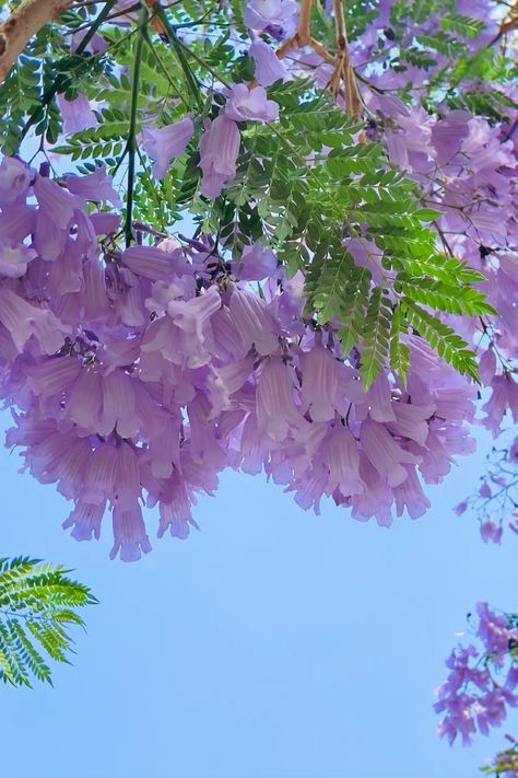 Bell Flowers Aesthetic, Purple And White Aesthetic, Purple And White Flowers, Bell Flowers, Blue Bell Flowers, Aesthetic Cottagecore, Flowers Purple, Flowers Aesthetic, Wonderful Flowers