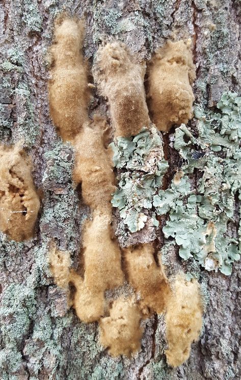 Spongy Moth, Eastern Tent Caterpillar, Moth Life Cycle, Tent Caterpillars, Moth Species, Integrated Pest Management, Moth Caterpillar, Conifer Trees, Pest Management