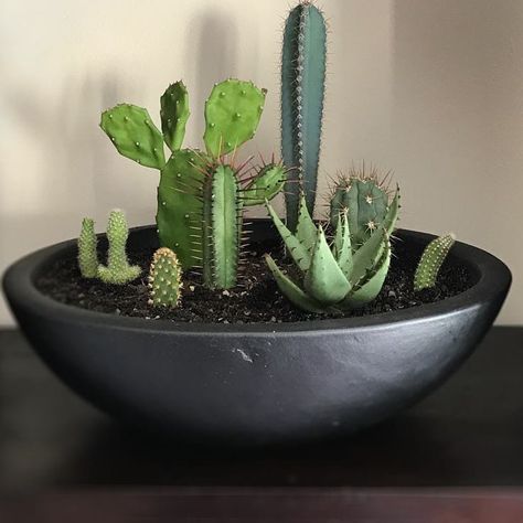 Bowl of cactus Mini Cactus Garden Cacti And Succulents, Cactus Mini Garden, Mini Cactus Plants, Cactus Garden Design, Cactus Bowl, Mini Cactus Garden, Garden Bowl, Mini Succulent Garden, Cacti Garden