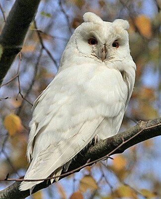 Albino Long-Eared Owl. Owl Ears, Harpy Eagle, Good Evening Wishes, Long Eared Owl, Perspective Drawing Architecture, White Owl, Sea Otter, Birdy, Otters