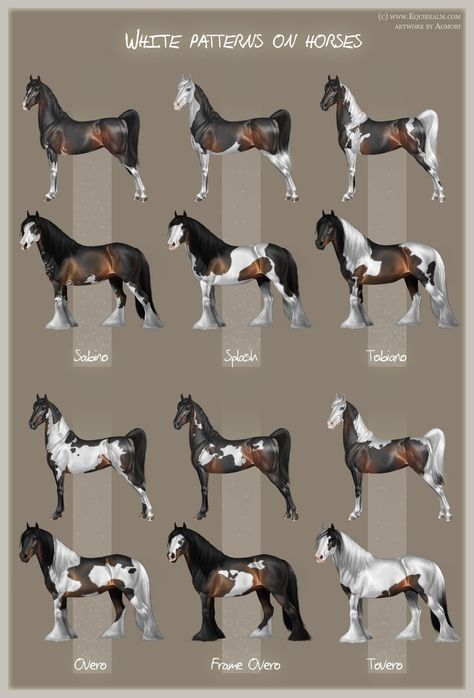 White patterns on horses Cool Horse Coats, Horse Color Chart, Ahal Teke, Different Horse Breeds, Horse Markings, Horse Coat Colors, Horse Facts, Horse Info, Horse Anatomy