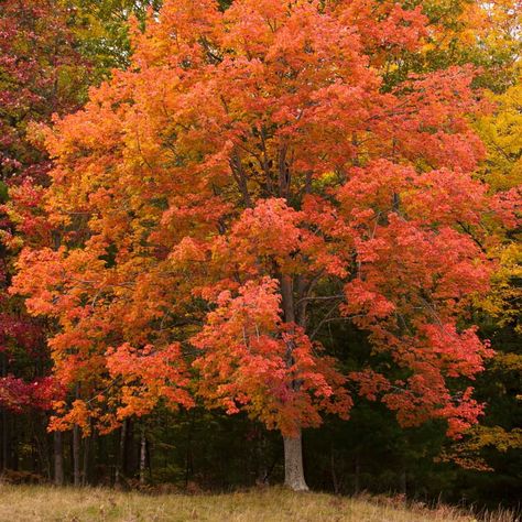 Shade Master Honey Locust Tree, Honey Locust Tree, Locust Tree, Fast Growing Shade Trees, London Plane Tree, Sequoia Tree, Honey Locust, Redwood Tree, Crape Myrtle