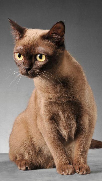 Burmese Cat: Comprehensive Guide for New Owners – Tips, Training and Essential Advice for Understanding and Nurturing this Fantastic Cat Breed Burmese Cats, Burmese Kittens, Cat Guide, Hairless Cats, Mood Memes, Burmese Cat, Adorable Pictures, British Shorthair Cats, Beautiful Cat Breeds