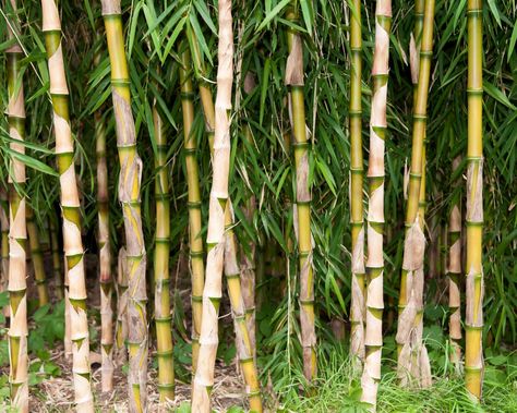 Living Fences, Date Plant, Bamboo Species, Clumping Bamboo, Commercial Farming, Forest Resources, Living Fence, Moso Bamboo, Bamboo Forest