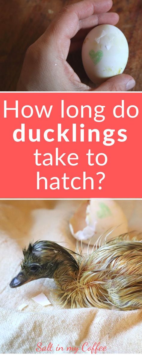 Duck eggs from Mallard-derived duck breeds generally take 28 days to hatch, and Muscovy eggs usually take 35 days. But how long does a duckling take to hatch out of their shell, once they start hatching? Check out this post for the details including tips for hatching naturally. Be prepared for your next clutch. How To Hatch Duck Eggs, Homestead Ducks, What To Feed Ducks, Hatching Duck Eggs, Duck Slippers, Keeping Ducks, Animal Farming, Homestead Animals, Backyard Ducks