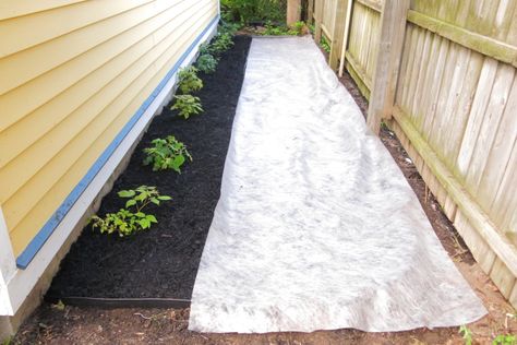 Landscaping Behind Garage, Behind Garage Landscaping, Garden Behind Garage, Garage Landscaping, Berry Patch, Hot Mess, The Garage, Garden Landscaping, The House