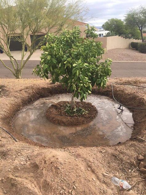 Garden In The Desert, High Desert Gardening, Desert Homesteading, Gardening In The Desert, Desert Farm, Desert Gardening, Food Forest Garden, Desert Trees, Backyard Vegetable Gardens