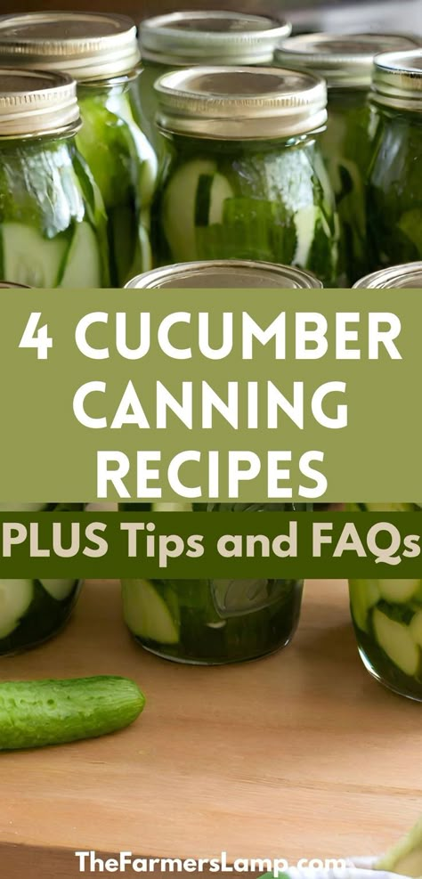 Cucumbers in canning jars for canning with words written that read four cucumber canning recipes plus tips and faqs the farmers lamp dot com Pickling Cucumbers Recipe Canning, Canning Cucumbers Easy, Canning Cucumbers, Cucumber Recipes Easy, Store Cucumbers, Diy Pickles, Canning Pickles Recipe, How To Store Cucumbers, Pickling Cucumbers Recipe