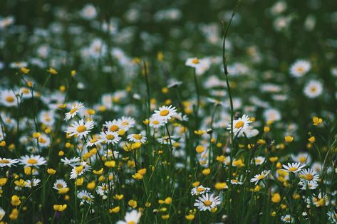 A green patch with chamomile and buttercup flowers Eco Friendly Toilet Cleaner, Wild Pictures, Eco Friendly Toilet, Buttercup Flower, Desktop Wallpaper Design, Free Desktop Wallpaper, No Rain No Flowers, Plant Images, Free Plants