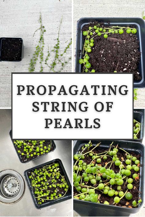 propagating-string-of-pearls String Of Pearls Plant, Succulent Potting Mix, Ginger Plant, String Of Pearls, Plant Cuttings, Water Lighting, House Plant Care, Mother Plant, House Plants Indoor