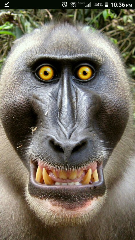 Monkey With Makeup, Exotic Animals Art, Lol Pictures, Monkey Types, Funny Face Photo, Wolf Images, Make Funny Faces, Scary Animals, Monkey Pictures