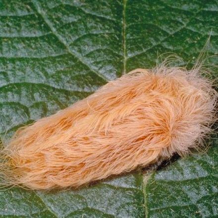 Poisonous Caterpillars, Flannel Moth, Deadly Creatures, Insect Species, Moth Caterpillar, Florida Woman, Usa Today, Caterpillar, Paloma