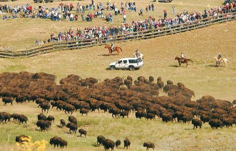 Custer South Dakota, Western Things, South Dakota Vacation, Usa Places, Bbq Festival, South Dakota Travel, Usa Places To Visit, Oregon Vacation, Custer State Park