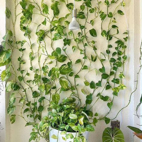 10 Ideas for Decorating Your Walls with Plants Hang Vines On Wall, Pothos Vines On Wall, Plant Vines On Wall, Living Plant Wall Indoors, Trailing Plants Indoor, Hotel Plants, Pathos Plant, Airplant Wall, Wall Planters Indoor