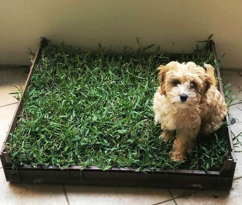 15 DIY Dog Porch Potty & Grass Box Projects | PlayBarkRun Dog Grass Patch, Dog Porch Potty, Dog Potty Diy, Dog Porch, Pasto Natural, Porch Potty, Dog Potty Area, Indoor Dog Potty, Apartment Pet