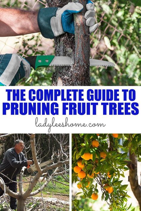 Learn everything that you need to know about pruning fruit trees in this complete guide. How, when, why, tree form, tree terminology and so on... Prune Fruit Trees, Apple Tree Care, Pruning Apple Trees, Fruit Trees Backyard, Fruit Trees In Containers, Planting Fruit Trees, Prune Fruit, Fruit Tree Garden, Pruning Fruit Trees