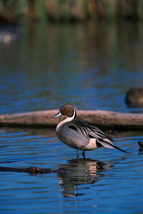 Northern Pintail Duck Bird - Free photo on Pixabay Pintail Duck, Duck Pictures, Duck Bird, Bird Free, Bird Stand, Duck Hunting, Chesapeake Bay, Zoology, Hunting Fishing