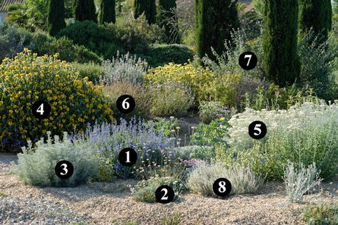 Planting Design for Dry Gardens by Olivier Filippi Mediterranean Garden Design, Australian Native Garden, Drought Tolerant Garden, Drought Tolerant Landscape, California Garden, Dry Garden, Australian Garden, Gravel Garden, Coastal Gardens