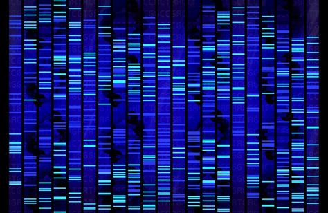 How Our Genes Change Our Lives—and Our Lives Change Our Genes Human Genome Project, Jennifer Doudna, Dna Facts, Dna Jewelry, Science Information, Dna Art, Genome Sequencing, Genetic Algorithm, Dna Sequence