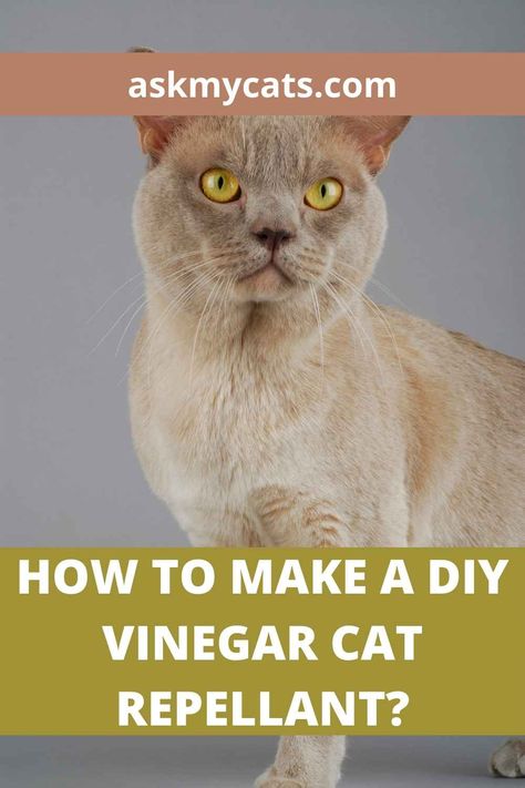 Does Vinegar Keep Cats Away? Homemade Cat Repellent, Homemade Cat Deterrent Spray, Natural Cat Deterrent, Cat Repellent Outdoor, Cat Deterrent Indoor, Diy Cat Repellent Spray Outdoor, Diy Cat Deterrent Spray, Cat Deterrent Outdoor, Cat Repellant Outdoor