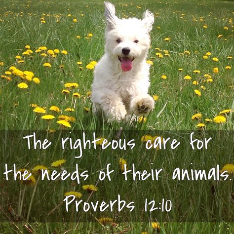 Proverbs 12:10 - the righteous care for the needs of their animals. Animal Cruelty Quotes, Quotes About Animals, Verses In The Bible, Caring For Animals, About Bible, Animal Humor, German Quotes, Bible Quotes Images, About Animals