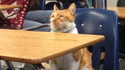 The students like him so much that they’ve created a Facebook page to document his exploits, that has over 16,000 followers. | A Cat Hung Around A High School So Much That They Made Him A Student Gatos Cool, Teacher's Pet, Cat Humor, Funny Pictures With Captions, Cat Post, It's Raining, Kitty Kitty, Ginger Cats, Cat Names