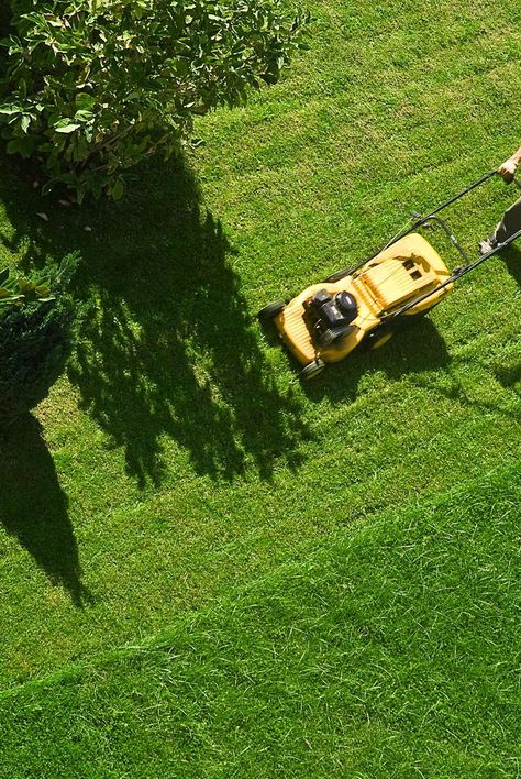 No Mow Grass, Spring Lawn Care, Diy Lawn, Lawn Mowing, Lawn Care Tips, Healthy Lawn, Summer Jobs, Grasses Garden, Lawn And Landscape