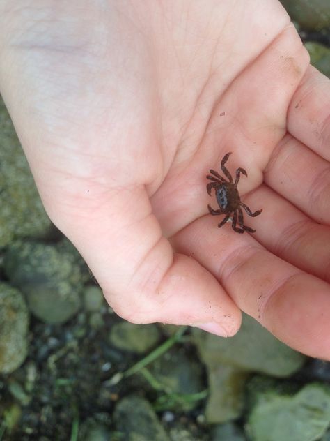 Baby crab😚😚 Crab Aesthetic, Baby Crab, Tiny Baby Animals, Wild Animals Attack, Tiny Animals, Fluffy Cows, Cute Small Animals, Crustaceans