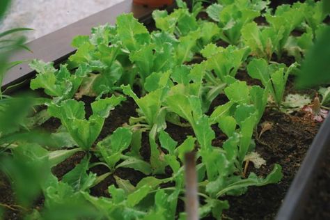 Planting Vegetables in Late Summer - Weston Nurseries Farm Crops, How To Grow Lettuce, Grow Lettuce, Lettuce Seeds, Planting Onions, Summer Flowering Bulbs, Growing Lettuce, Vertical Farming, Urban Agriculture