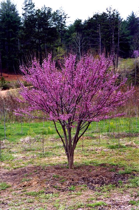 Cercis ‘Ace of Hearts’ Dwarf Eastern Redbud Eastern Redbud Tree, Purple Flowering Tree, Cercis Canadensis, राधा कृष्ण, Judas Tree, राधा कृष्ण वॉलपेपर, Eastern Redbud, Redbud Tree, Ace Of Hearts