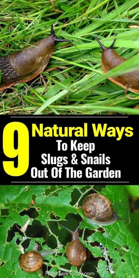 How to get rid of slugs in the garden can be a challenge. When planting a garden, slugs and snails seem to show up. [MORE On Natural Slug Control] #OrganicGarden #”plants&garden” Garden Slugs, Slug Control, Planting A Garden, Getting Rid Of Slugs, Slugs In Garden, Snails In Garden, Garden Remedies, نباتات منزلية, Garden Bugs