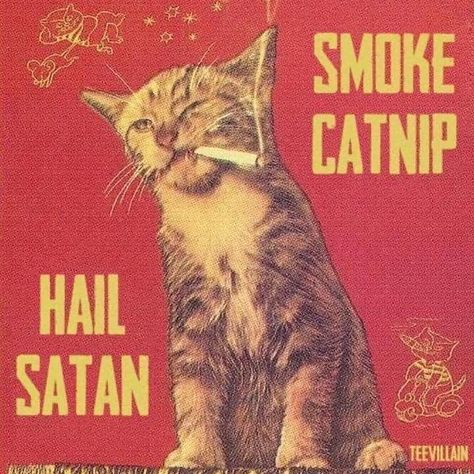 Absurdist Aesthetic, Vintage Cat Poster, Punk Cats, Funny Vintage Ads, Vintage Cats, The Afterlife, Silly Cats, Vintage Magazine, Room Posters