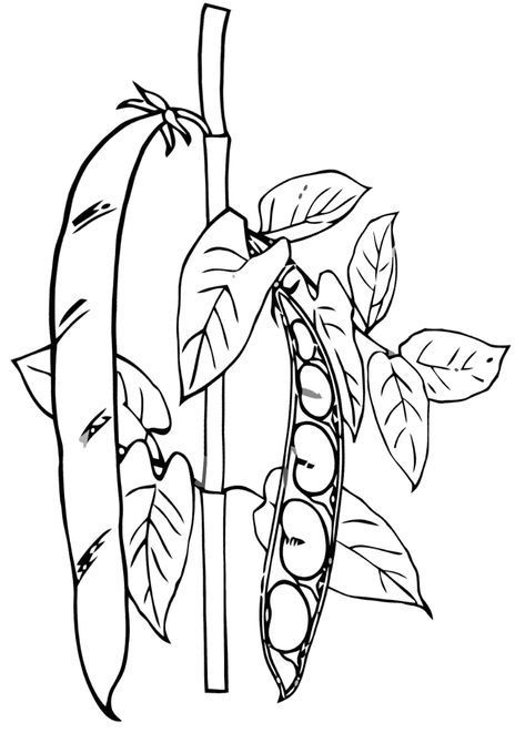 Bean Plants For Kids, Pea Plant Drawing, Plant Coloring Pages, Vegetable Coloring Pages, Fresh Peas, Cross Drawing, Plant Sketches, Pea Plant, Plant Clips